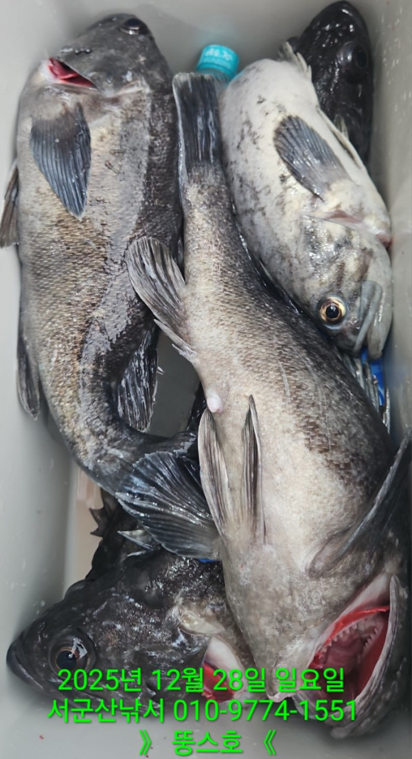 군산 선상낚시, 바다낚시 출조 전문 ☆서군산낚시☆_사진_20251228_10.jpg