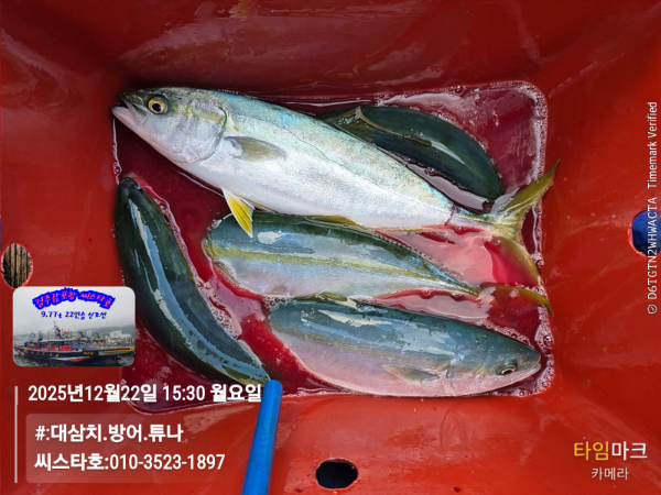 2025-12-22 15.30.42__(#-대삼치.방어.튜나)_(씨스타호-010-3523-1897).jpg