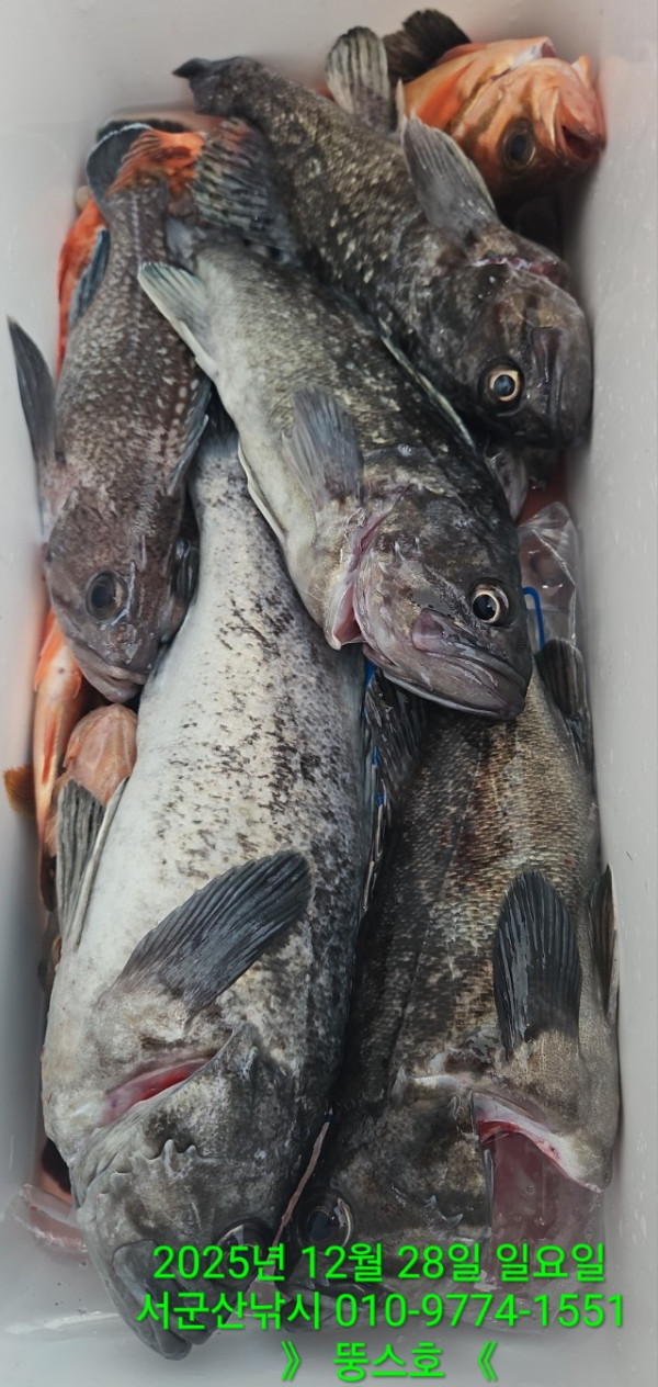군산 선상낚시, 바다낚시 출조 전문 ☆서군산낚시☆_사진_20251228_9.jpg
