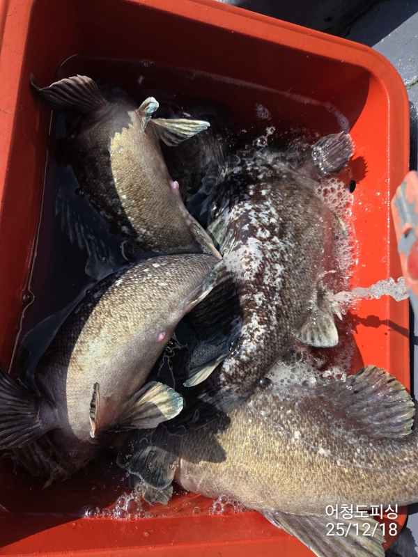 최강피싱 063.463.0800_사진_20251219_36.jpg