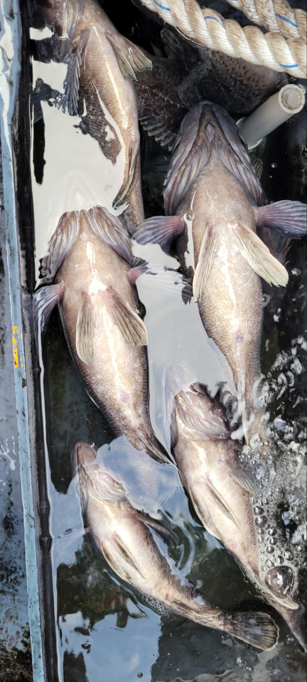 예지퀸호 농어외수질&어초낚시 경기인천권_사진_20251129_8.jpg