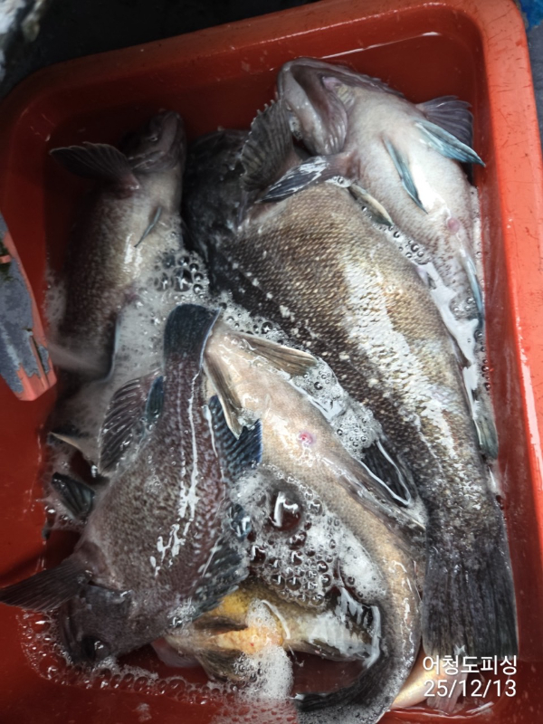 최강피싱 063.463.0800_사진_20251213_39.jpg