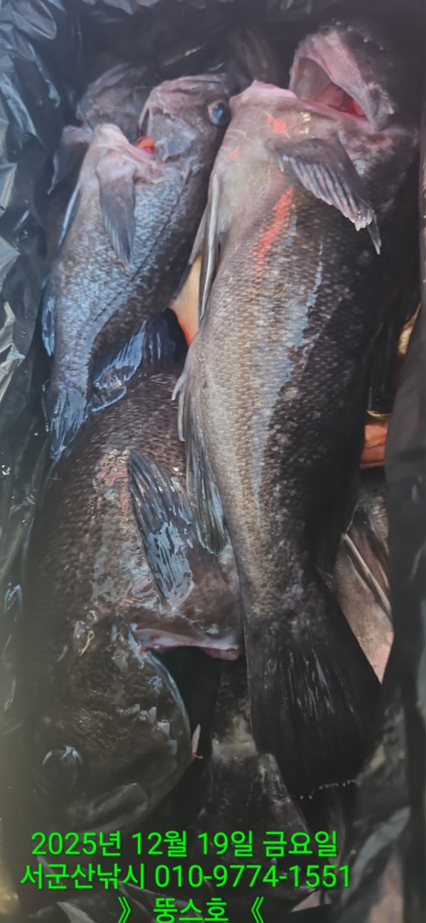 군산 선상낚시, 바다낚시 출조 전문 ☆서군산낚시☆_사진_20251219_14.jpg