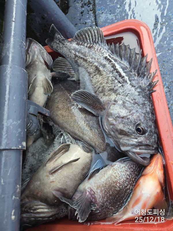 최강피싱 063.463.0800_사진_20251219_43.jpg