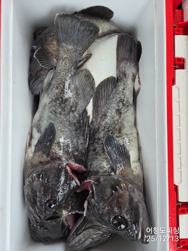 최강피싱 063.463.0800_사진_20251213_50.jpg