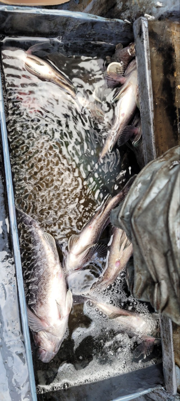 예지퀸호 농어외수질&어초낚시 경기인천권_사진_20251129_7.jpg