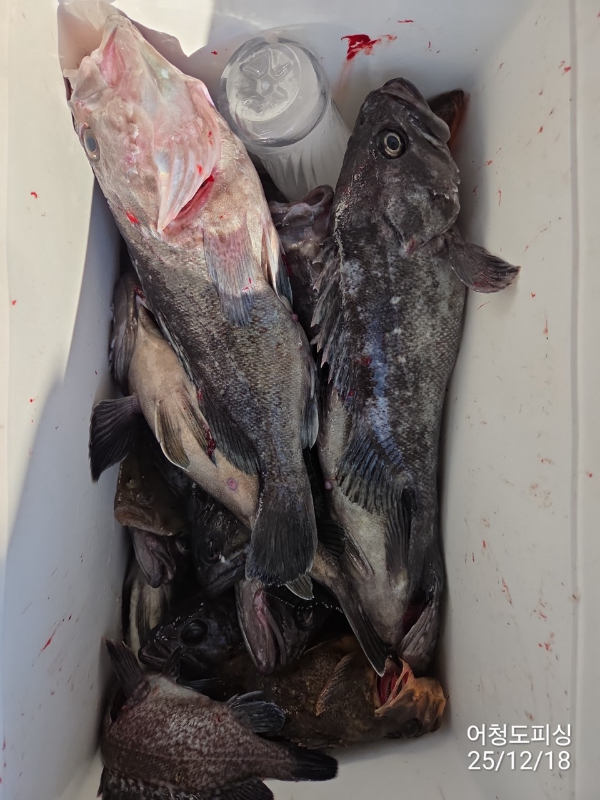 최강피싱 063.463.0800_사진_20251219_55.jpg