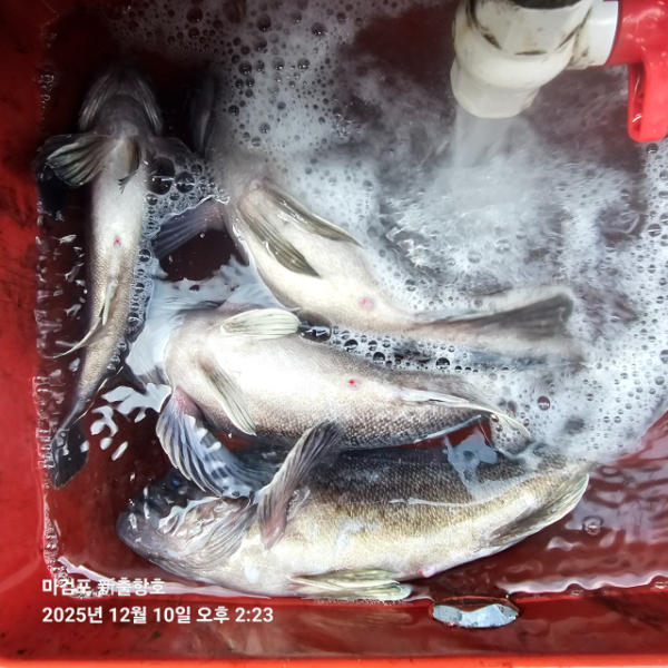 ꫛꫀꪝ✧‧˚ 태안 마검포 新출항호 .• _˚☀₊_사진_20251220_2.jpg