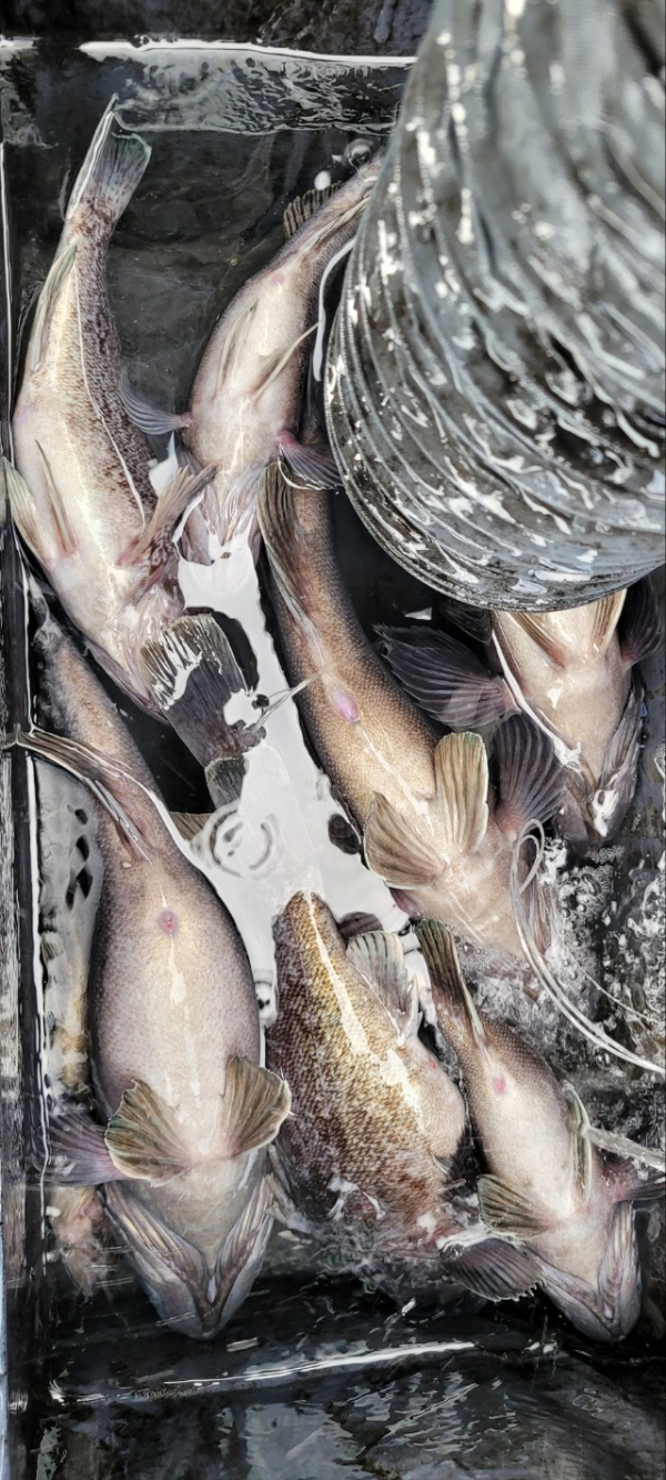 예지퀸호 농어외수질&어초낚시 경기인천권_사진_20251129_5.jpg