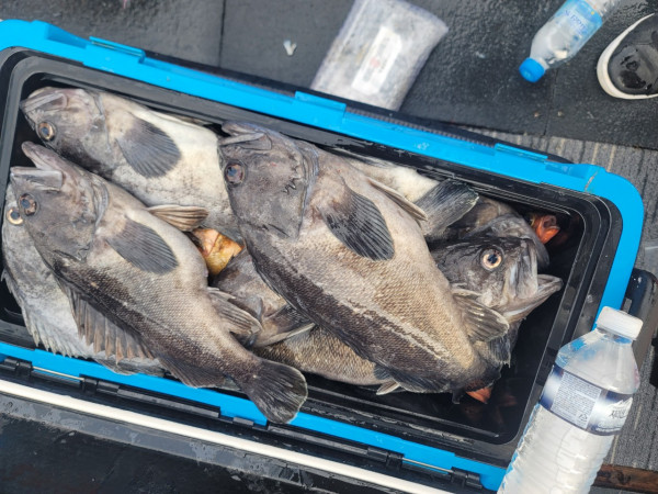 군산 선상낚시, 바다낚시 출조 전문 ☆서군산낚시☆_사진_20251210_7.jpg