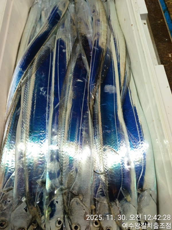여수왕갈치출조점_사진_20251130_18.jpg