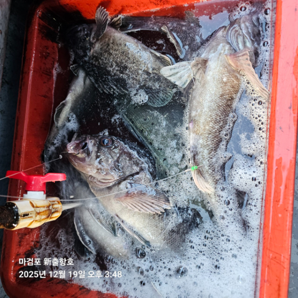 ꫛꫀꪝ✧‧˚ 태안 마검포 新출항호 .• _˚☀₊_사진_20251220_14.jpg