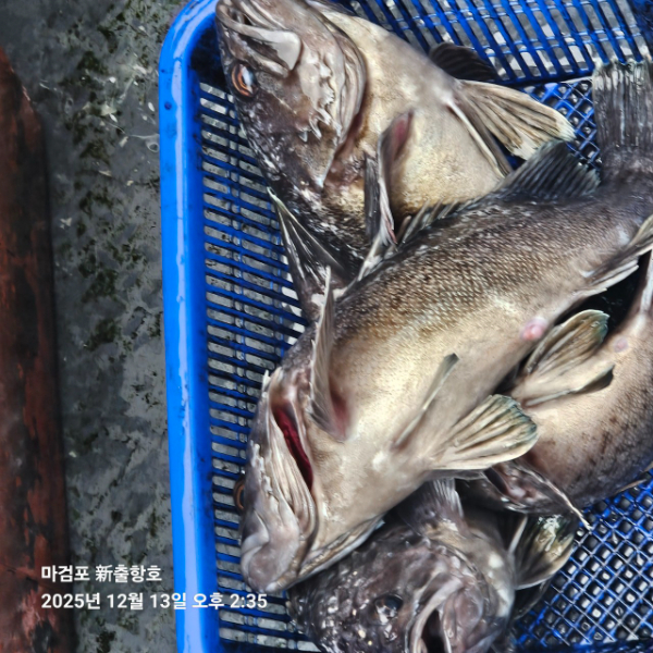 ꫛꫀꪝ✧‧˚ 태안 마검포 新출항호 .• _˚☀₊_사진_20251220_3.jpg