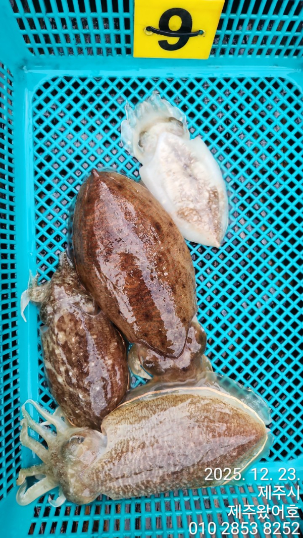 제주왔어호_사진_20251223_13.jpg