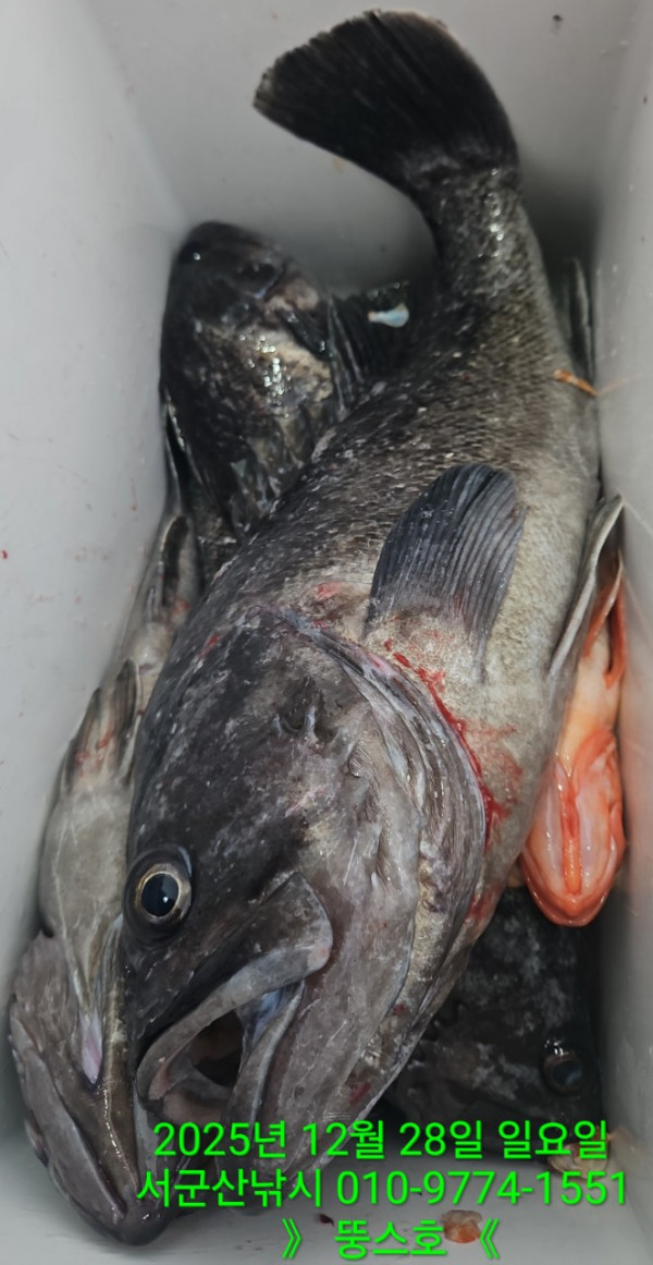 군산 선상낚시, 바다낚시 출조 전문 ☆서군산낚시☆_사진_20251228_5.jpg