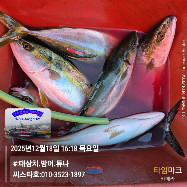 2025-12-18 16.18.15__(#-대삼치.방어.튜나)_(씨스타호-010-3523-1897).jpg