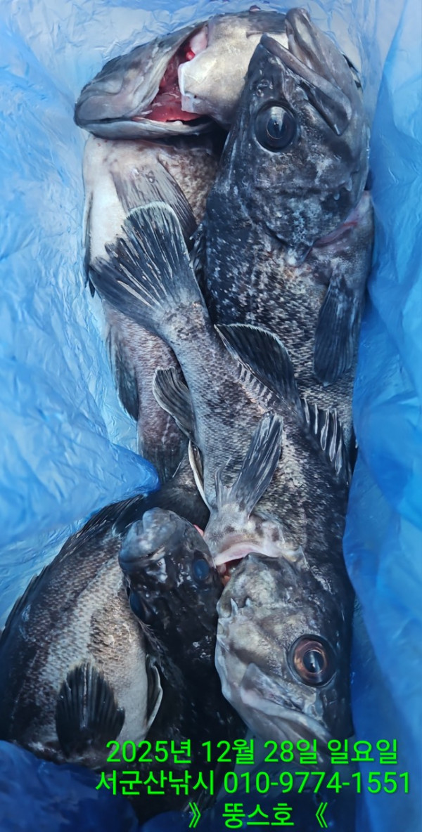 군산 선상낚시, 바다낚시 출조 전문 ☆서군산낚시☆_사진_20251228_7.jpg