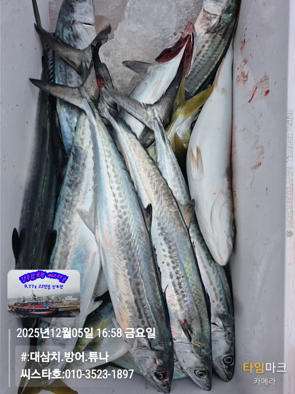 2025-12-05 16.58.49__(#-대삼치.방어.튜나)_(씨스타호-010-3523-1897).jpg
