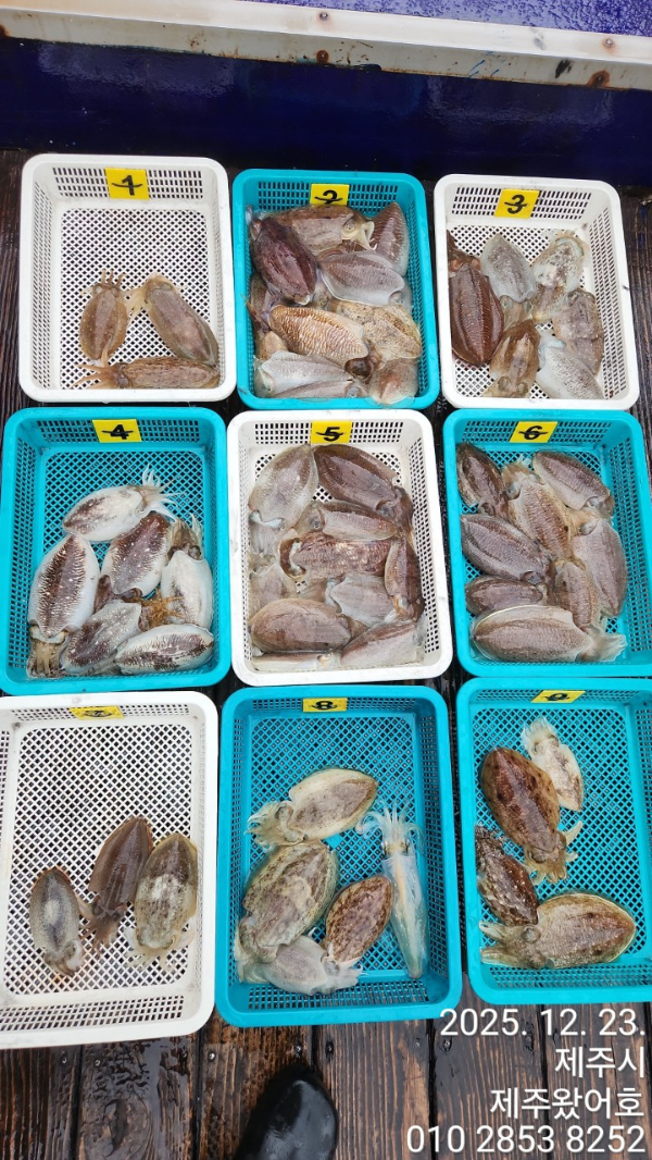 제주왔어호_사진_20251223_7.jpg
