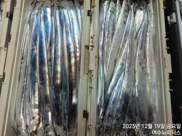12월19일갈치 (10).jpg