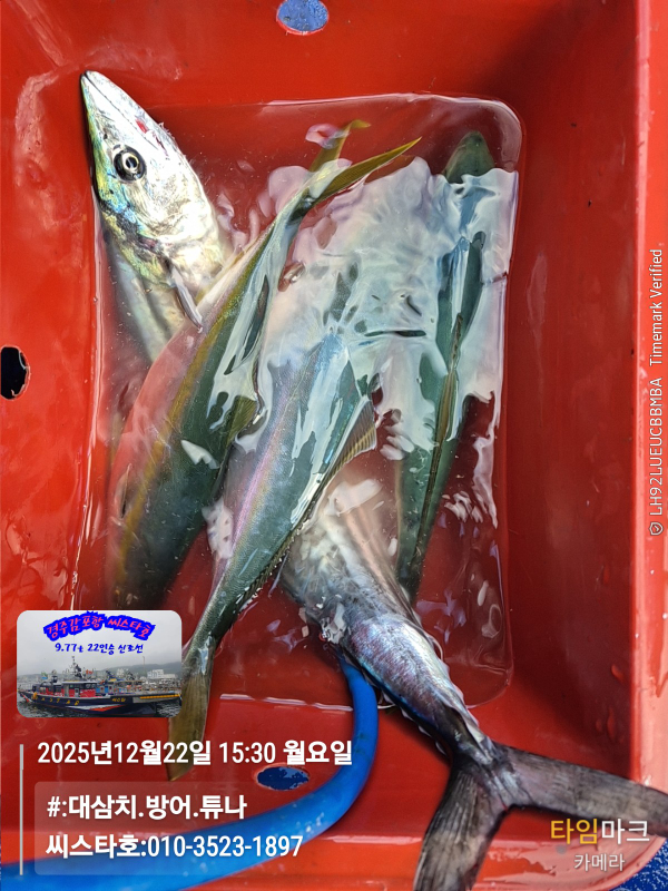 2025-12-22 15.30.21__(#-대삼치.방어.튜나)_(씨스타호-010-3523-1897).jpg