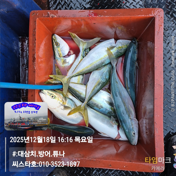 2025-12-18 16.16.06__(#-대삼치.방어.튜나)_(씨스타호-010-3523-1897).jpg