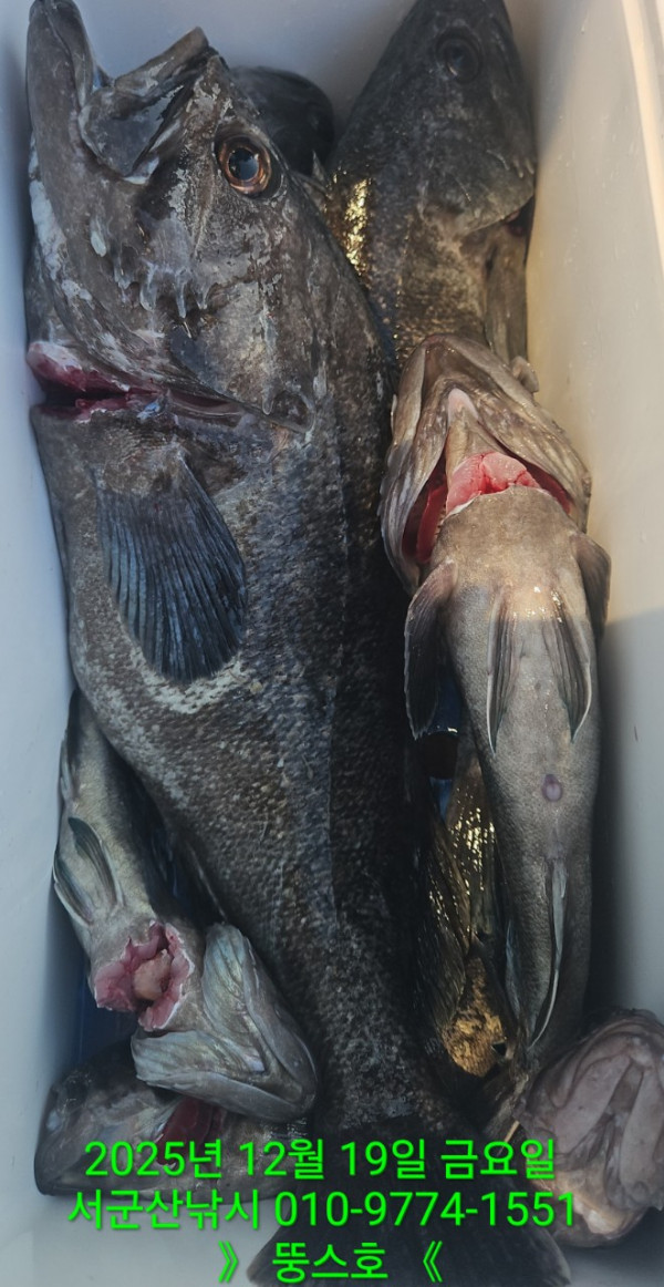 군산 선상낚시, 바다낚시 출조 전문 ☆서군산낚시☆_사진_20251219_15.jpg