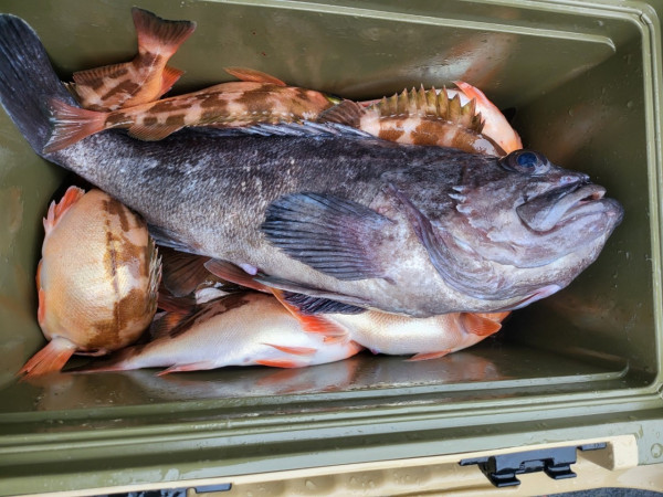 군산 선상낚시, 바다낚시 출조 전문 ☆서군산낚시☆_사진_20251220_8.jpg