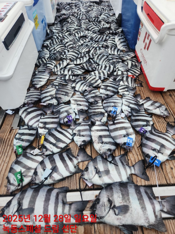 쎄븐피싱클럽(선상 버스출조전문)_사진_20251228_1.jpg