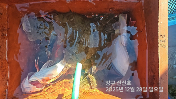 신신낚시 강구점 신신호_사진_20251228_8.jpg