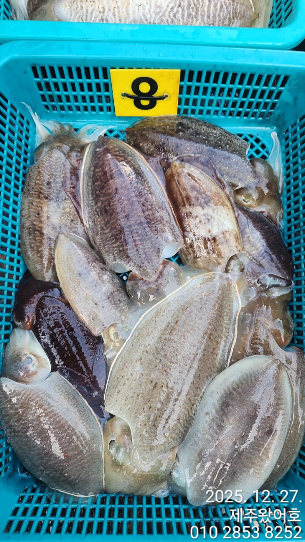 제주왔어호_사진_20251228_9.jpg
