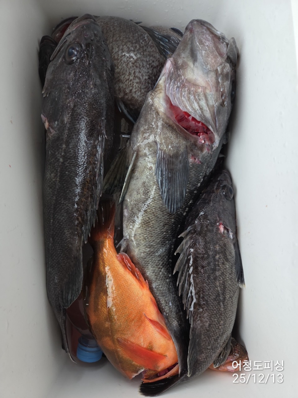 최강피싱 063.463.0800_사진_20251213_51.jpg