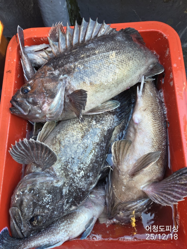 최강피싱 063.463.0800_사진_20251219_46.jpg