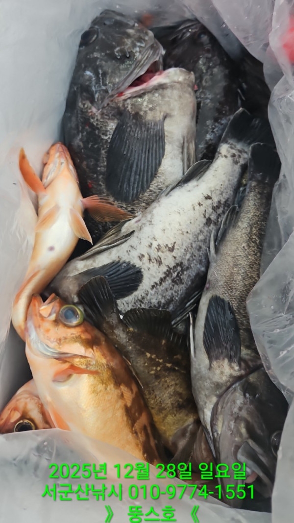 군산 선상낚시, 바다낚시 출조 전문 ☆서군산낚시☆_사진_20251228_11.jpg