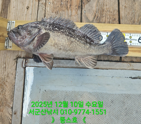 군산 선상낚시, 바다낚시 출조 전문 ☆서군산낚시☆_사진_20251210_2.jpg