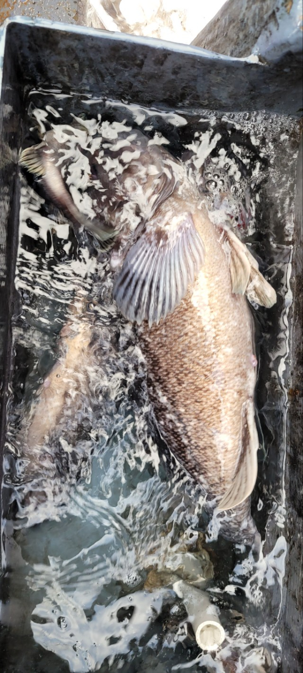 예지퀸호 농어외수질&어초낚시 경기인천권_사진_20251129_9.jpg