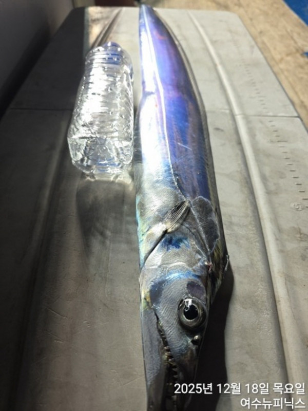 20912월18일갈치 (1).jpg