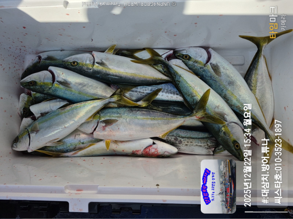 2025-12-22 15.34.06__(#-대삼치.방어.튜나)_(씨스타호-010-3523-1897).jpg