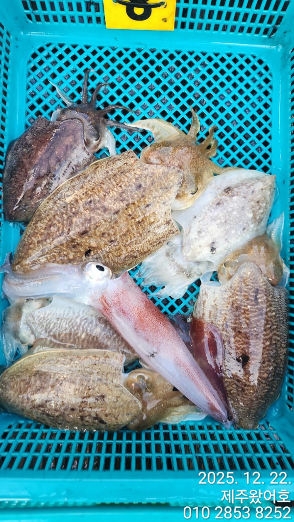 제주왔어호_사진_20251222_11.jpg