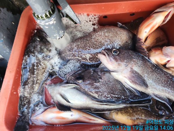 어청도피싱_사진_20251219_14.jpg