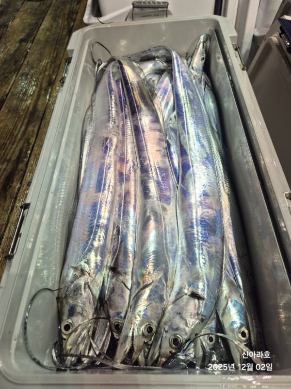 바다꾼낚시(신아라호)_사진_20251202_6.jpg