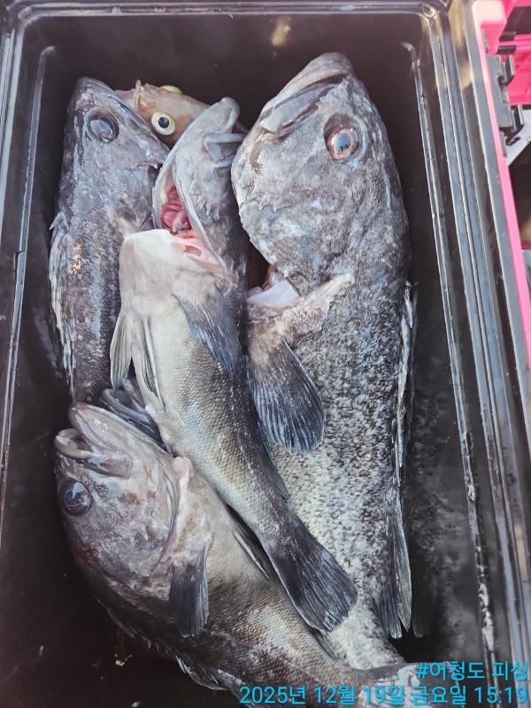 어청도피싱_사진_20251219_12.jpg