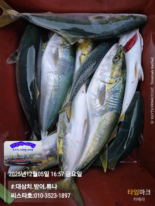 2025-12-05 16.57.24__(#-대삼치.방어.튜나)_(씨스타호-010-3523-1897).jpg