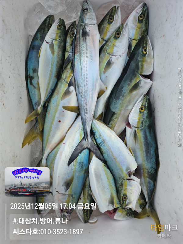 2025-12-05 17.04.23__(#-대삼치.방어.튜나)_(씨스타호-010-3523-1897).jpg