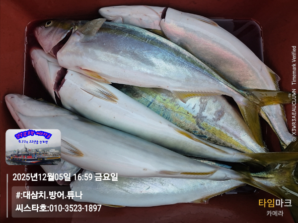 2025-12-05 16.59.23__(#-대삼치.방어.튜나)_(씨스타호-010-3523-1897).jpg
