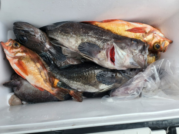 군산 선상낚시, 바다낚시 출조 전문 ☆서군산낚시☆_사진_20251220_6.jpg