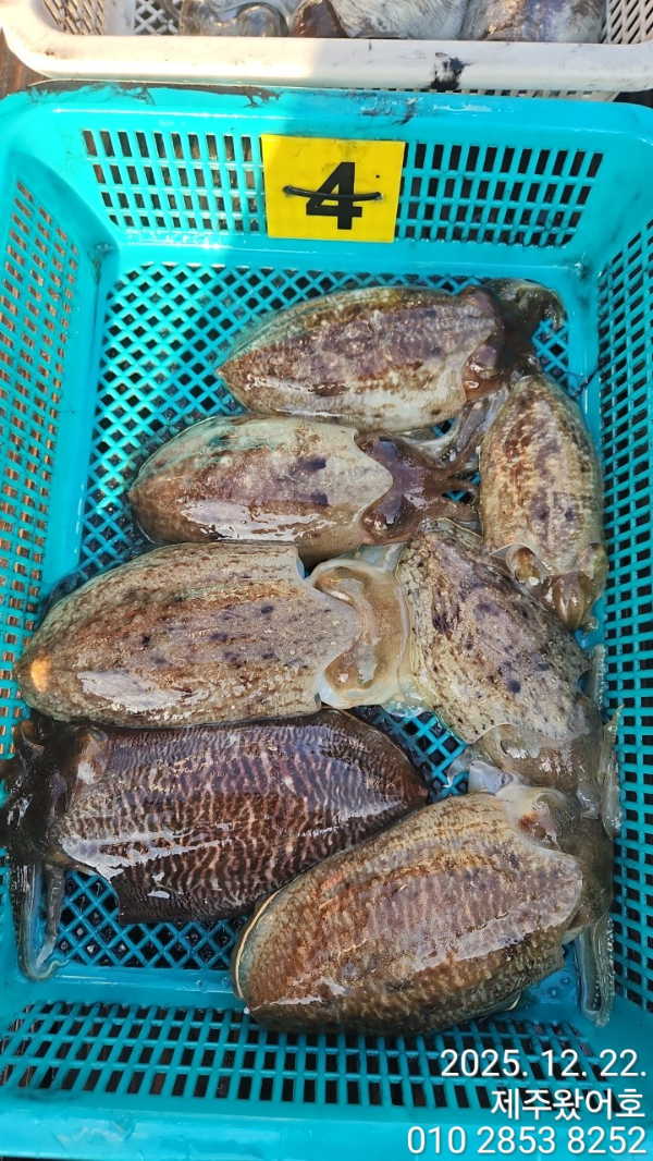 제주왔어호_사진_20251222_7.jpg
