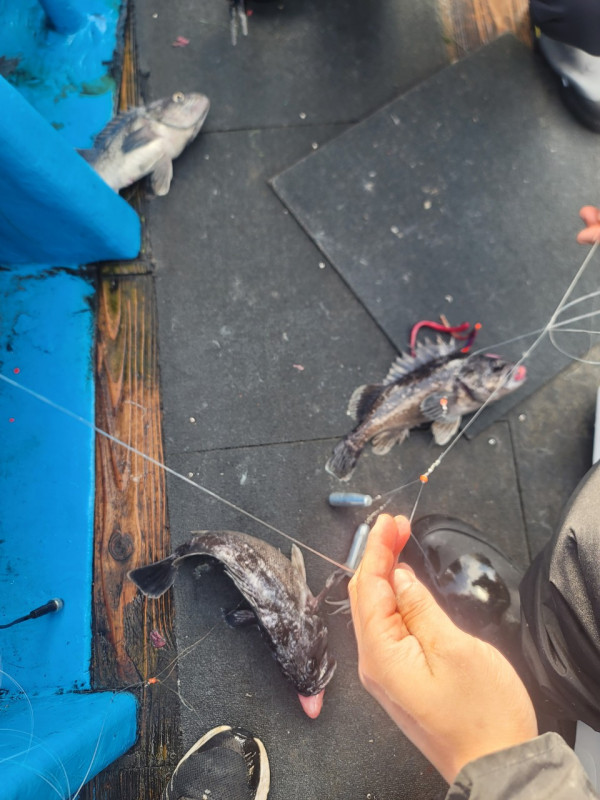 군산 선상낚시, 바다낚시 출조 전문 ☆서군산낚시☆_사진_20251218_3.jpg