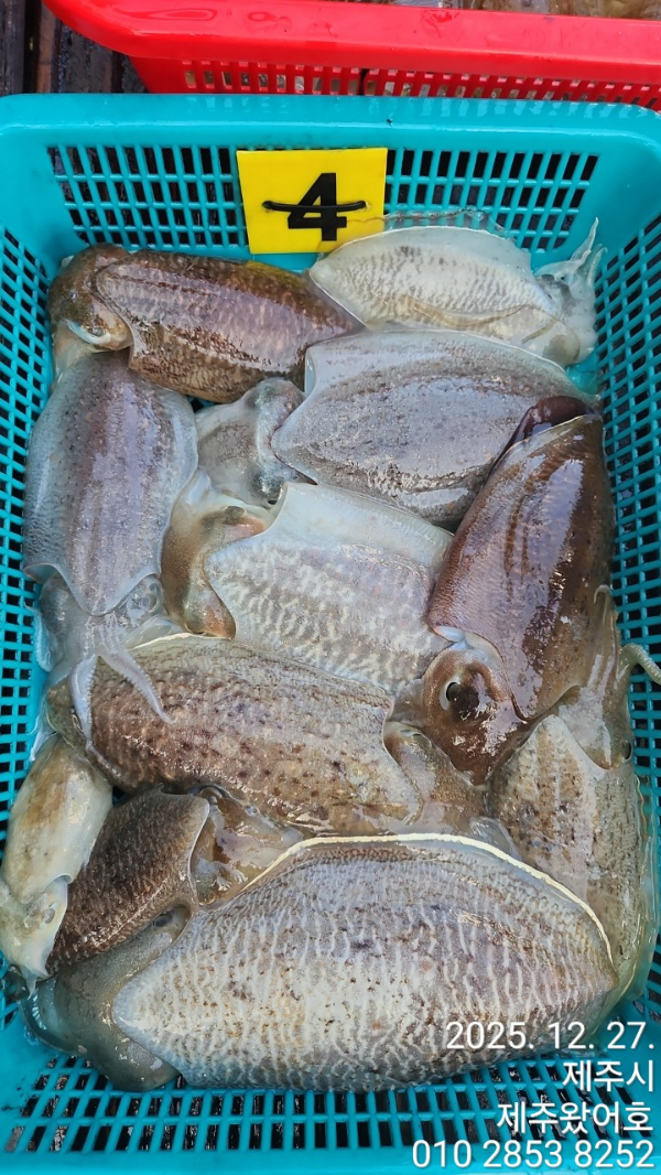 제주왔어호_사진_20251228_5.jpg