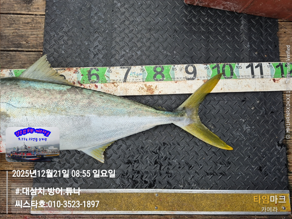 2025-12-21 08.55.02__(#-대삼치.방어.튜나)_(씨스타호-010-3523-1897).jpg